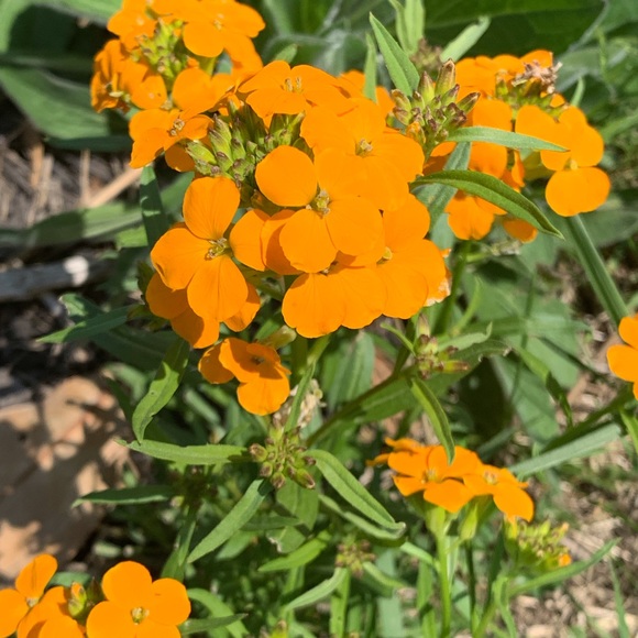 🌸 Bundle & Save 🌸 - Picture 10 of 16